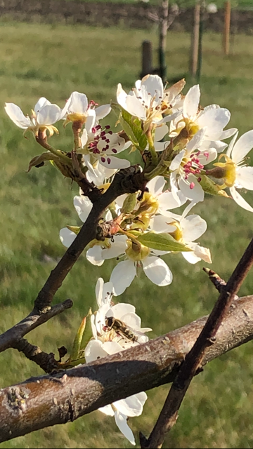 Obstblüte 